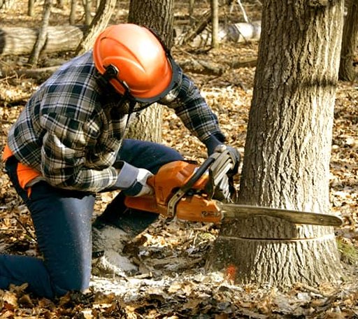 Tree Removal in Milford, IL